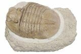 Bargain, Pseudobasilicus Lawrowi Trilobite - Russia #363166-1
